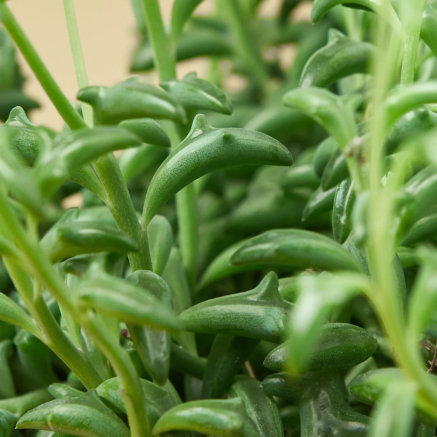 Succulent ‘String of Dolphins’ – Unique Trailing Indoor Succulent Plant