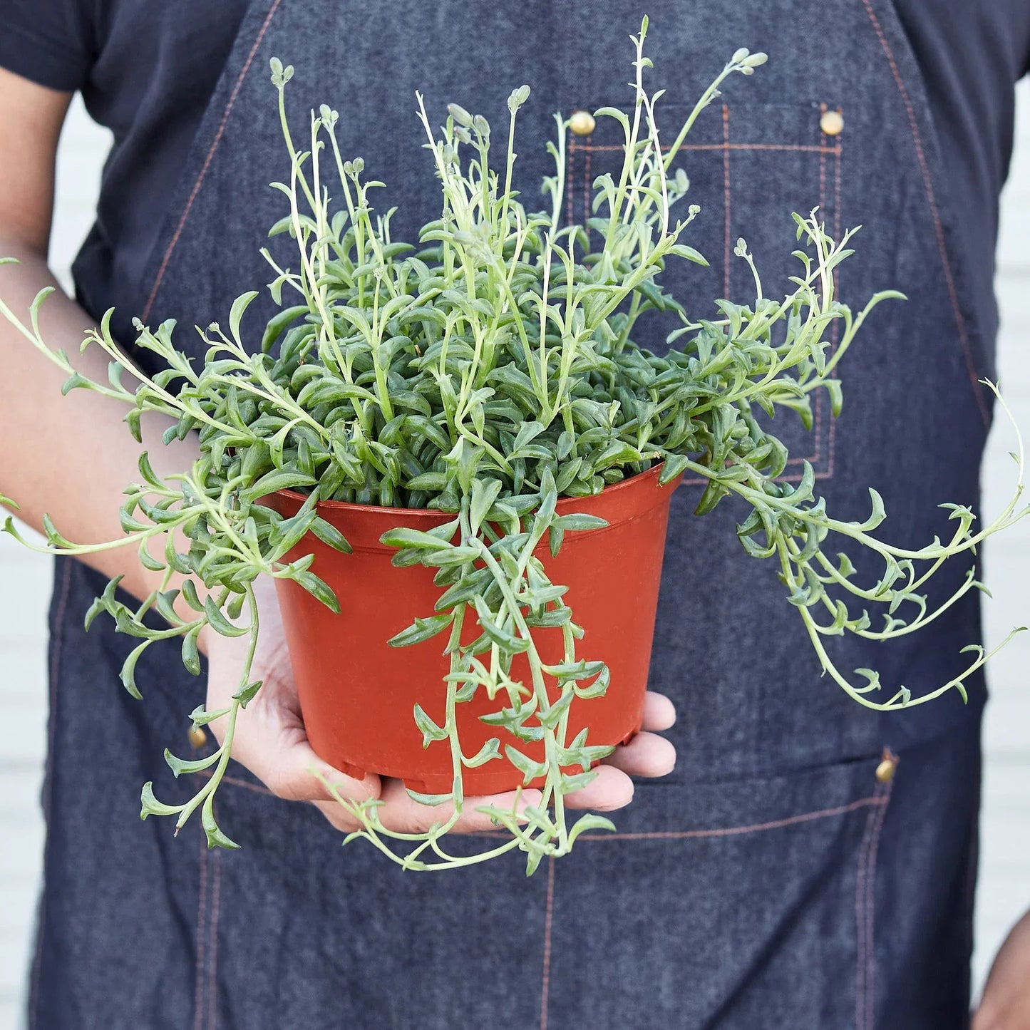 Succulent ‘String of Dolphins’ – Unique Trailing Indoor Succulent Plant