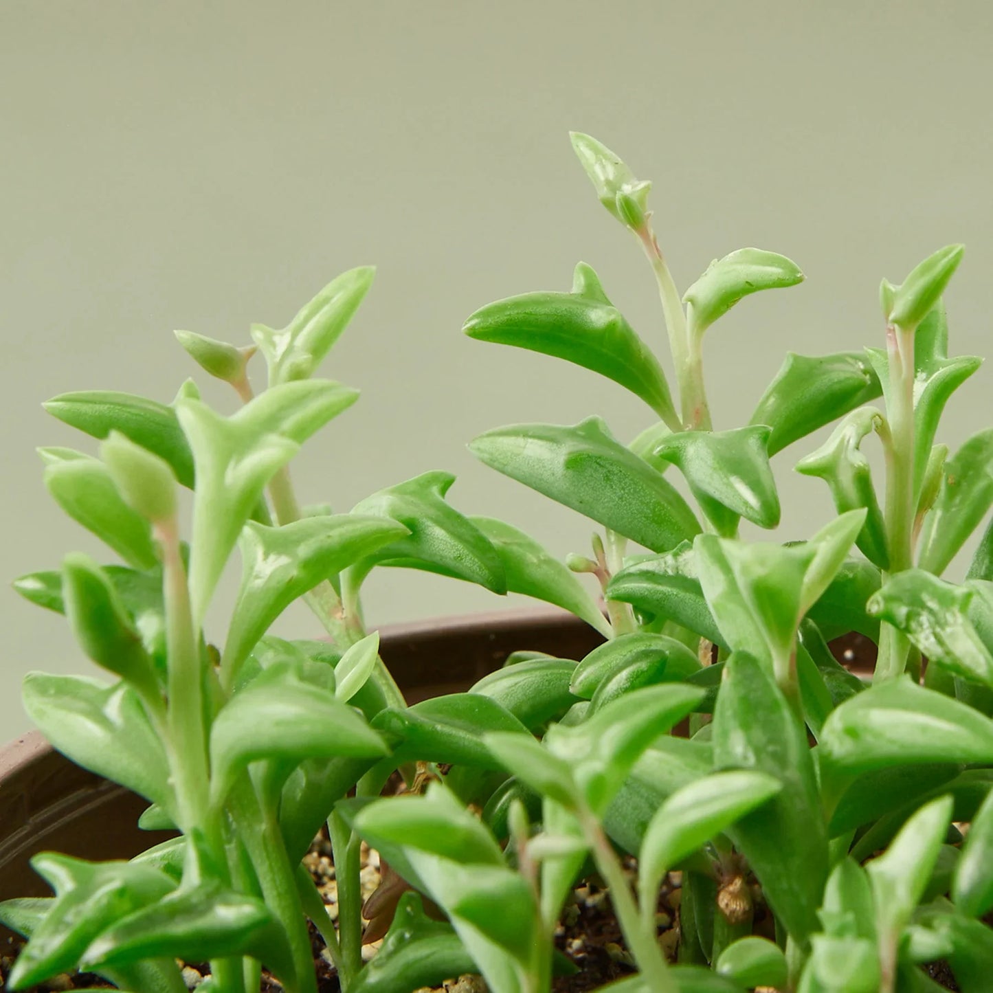 Succulent ‘String of Dolphins’ – Unique Trailing Indoor Succulent Plant