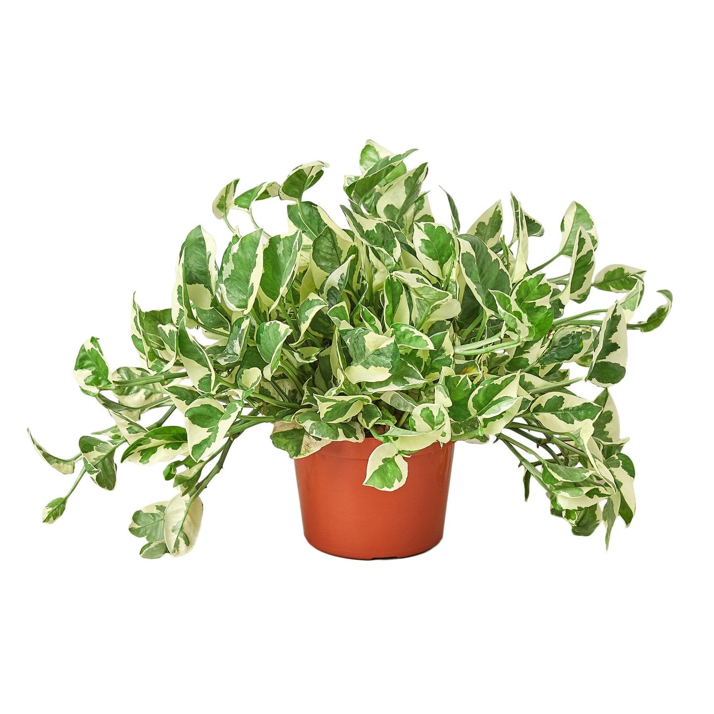 Pothos ‘N’Joy’ – Variegated Low-Maintenance Trailing Indoor Plant