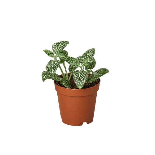 Fittonia 'Planta del nervio blanco'