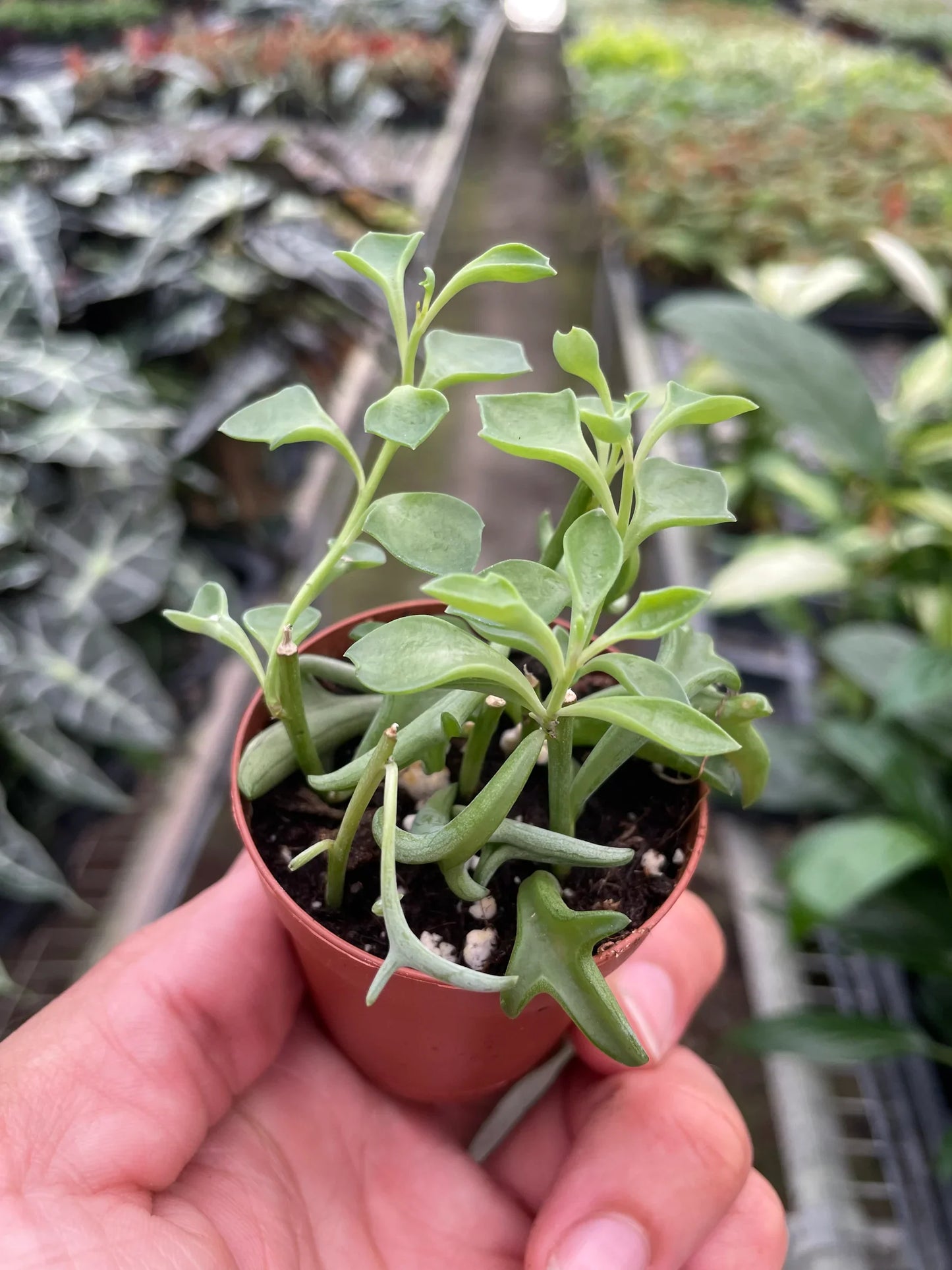 Succulent ‘String of Dolphins’ – Unique Trailing Indoor Succulent Plant