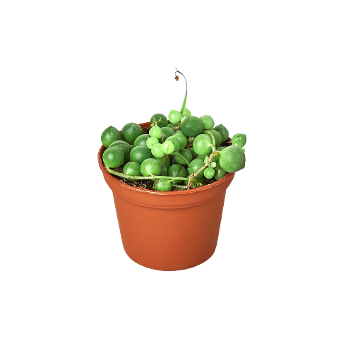 Succulent ‘String of Pearls’ – Rare Hanging Succulent Indoor Plant