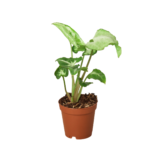 Mariposa Blanca Syngonium