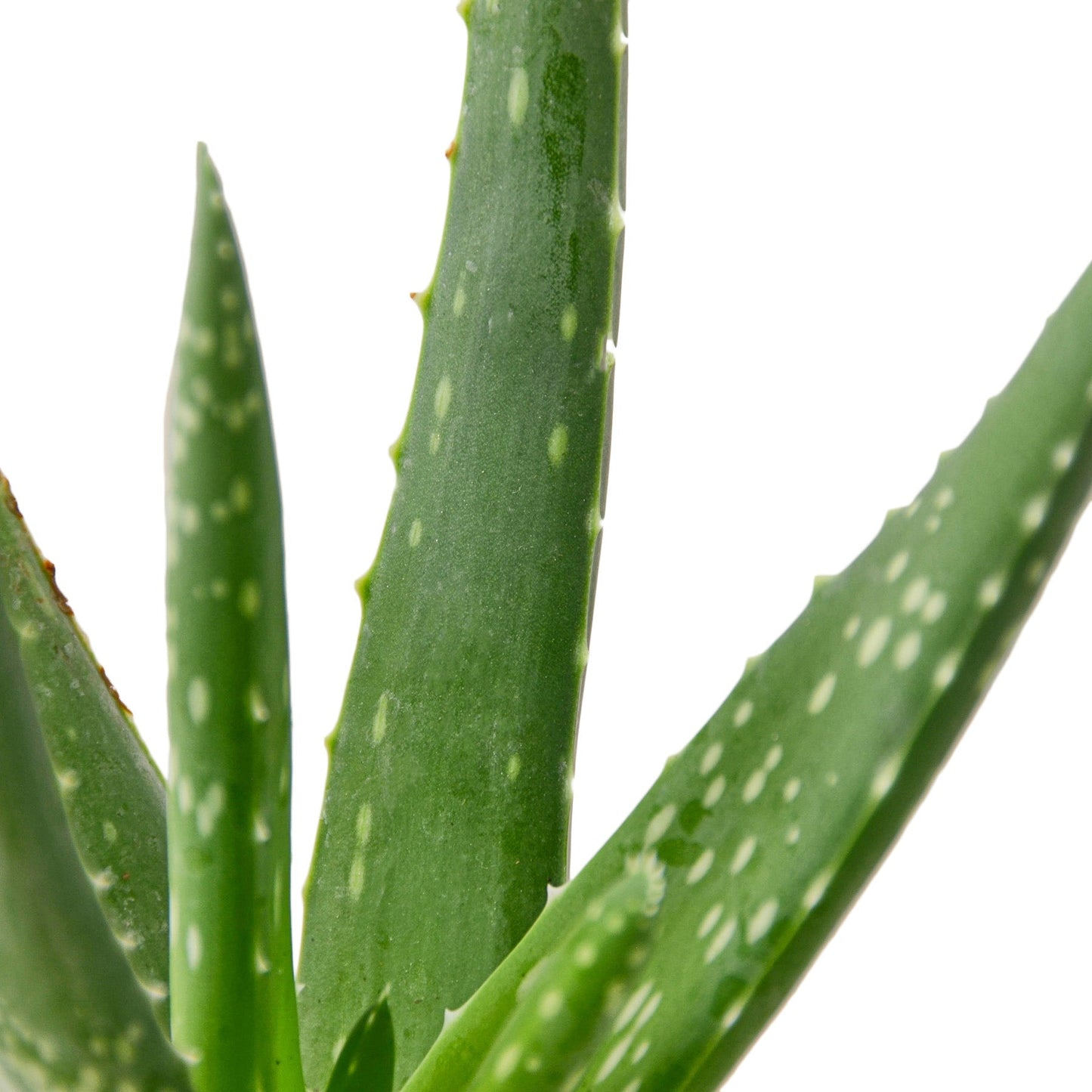 Aloe Vera - 4" Pot - Organic Aloe
