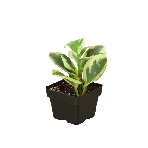 Peperomia ‘Marble’ – Compact Beginner-Friendly Indoor Plant