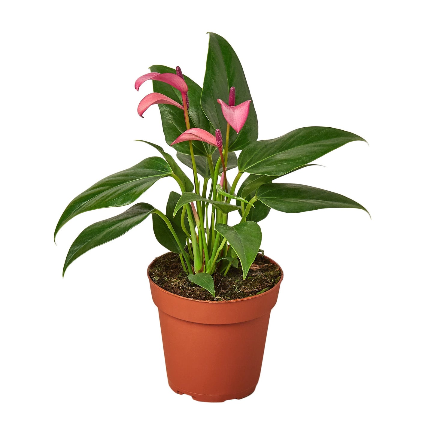 Purple Anthurium Plant