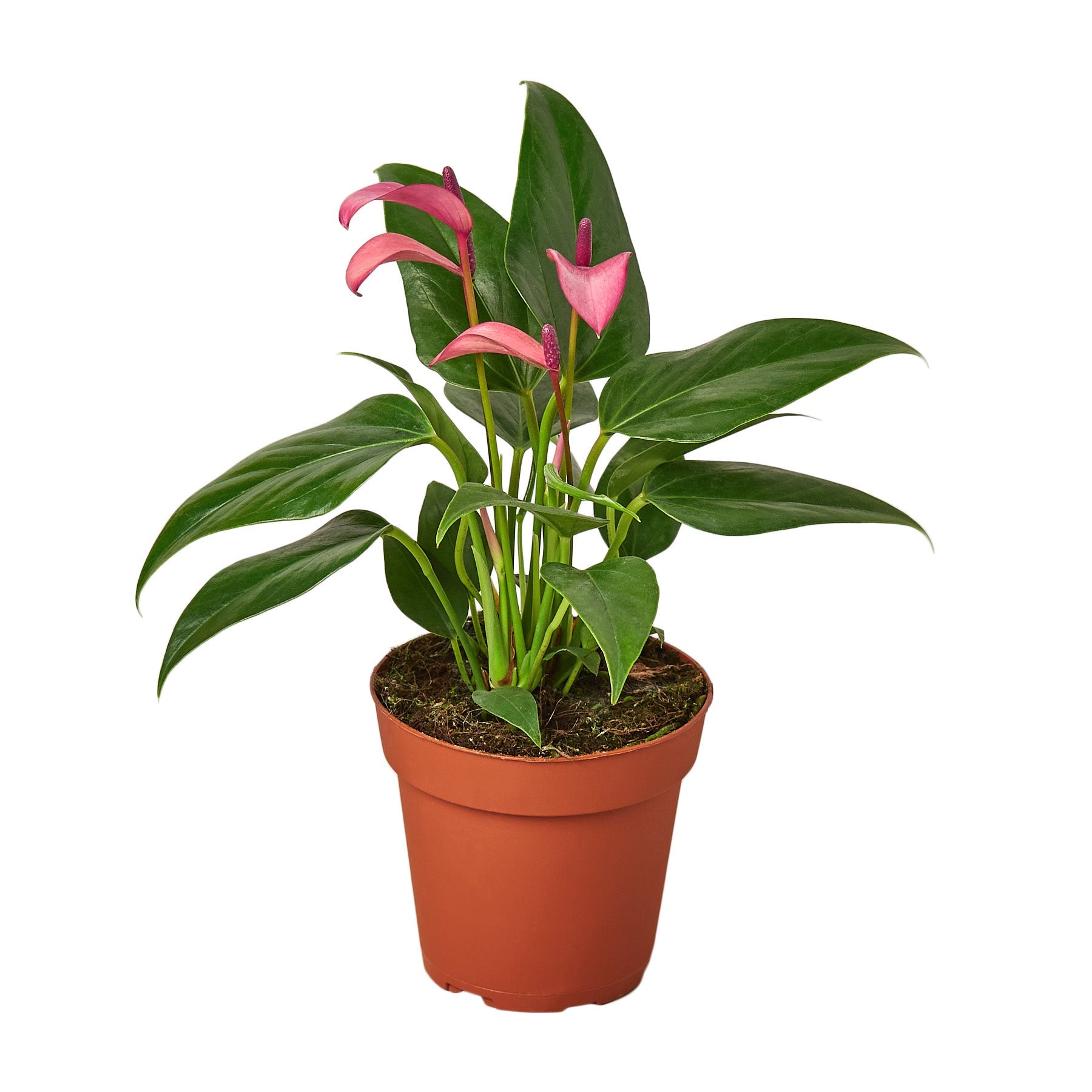 Purple Anthurium Plant