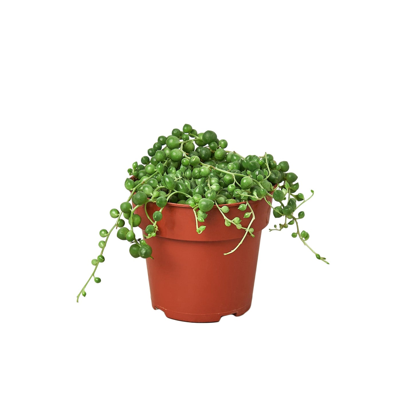 Succulent ‘String of Pearls’ – Rare Hanging Succulent Indoor Plant