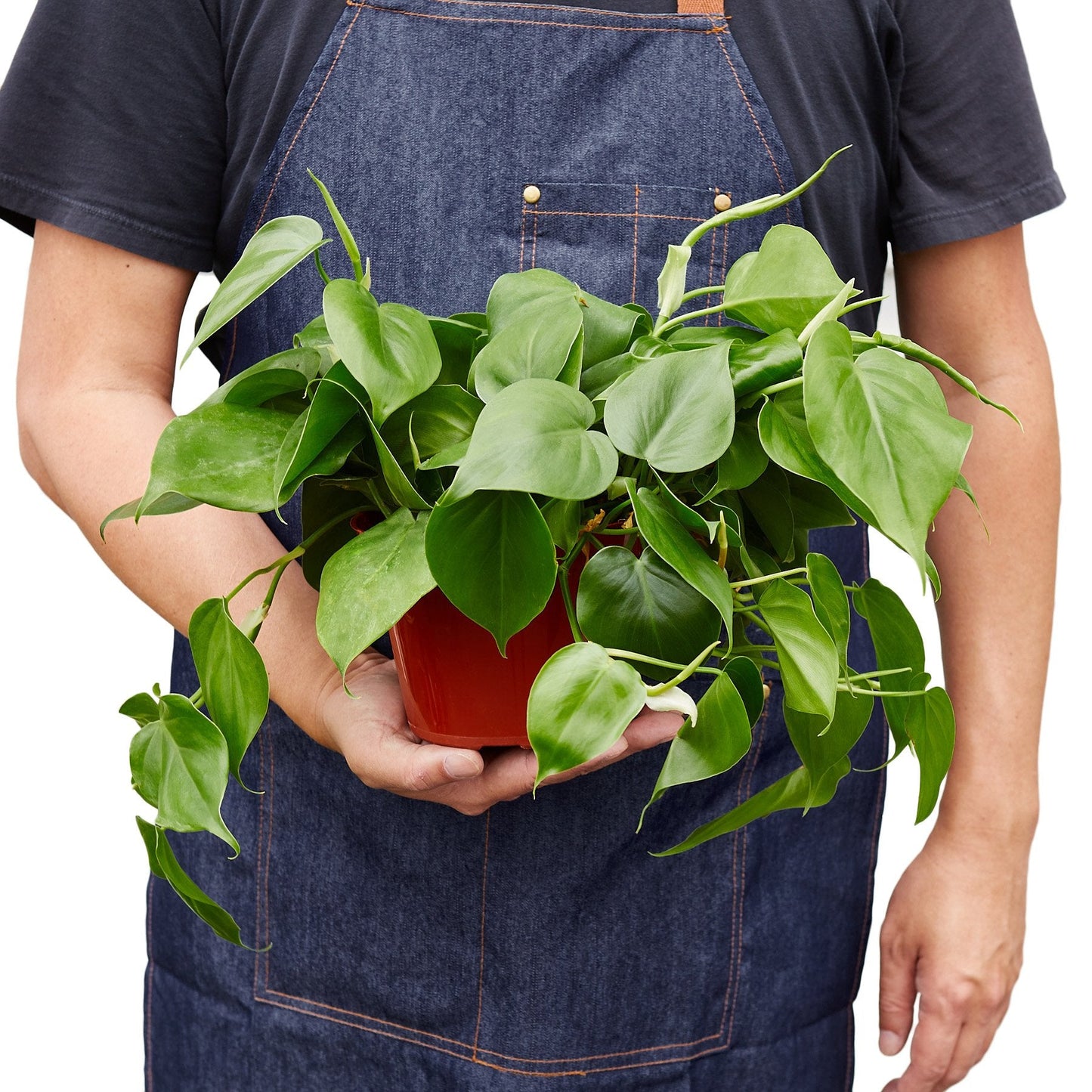 Philodendron Cordatum ‘Heartleaf’ – Classic Trailing Indoor Plant