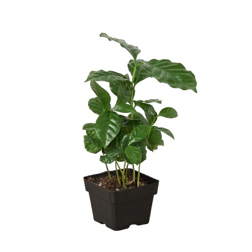 Arabica Coffee Plant