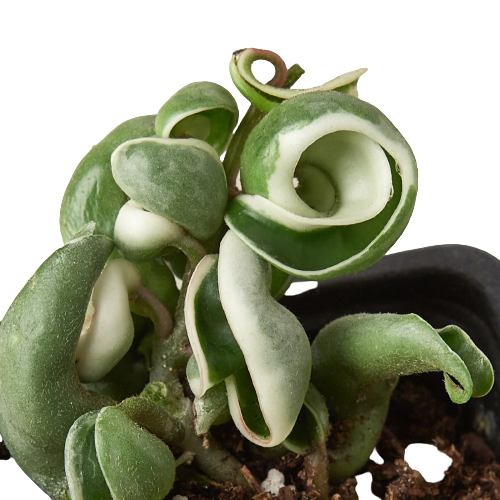 Hoya ‘Rope Plant’ Variegated – Rare Trailing Indoor Houseplant