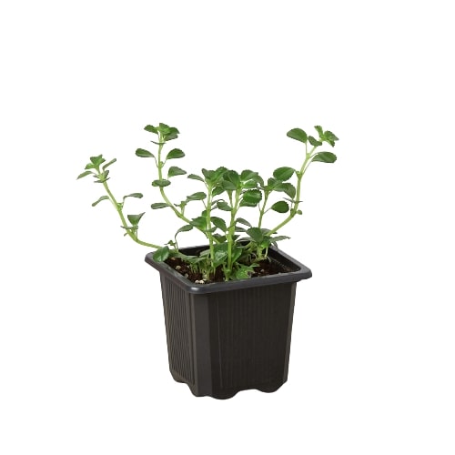 Nettle ‘Baby’s Tear’ – Dense Trailing Indoor Plant