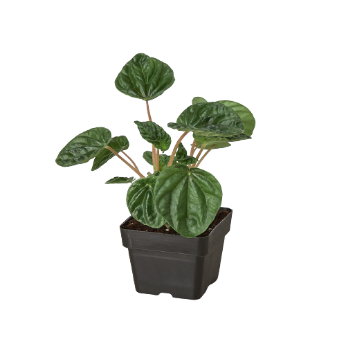 Peperomia 'ondulación'