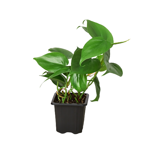 Philodendron Cordatum ‘Heartleaf’ – Classic Trailing Indoor Plant