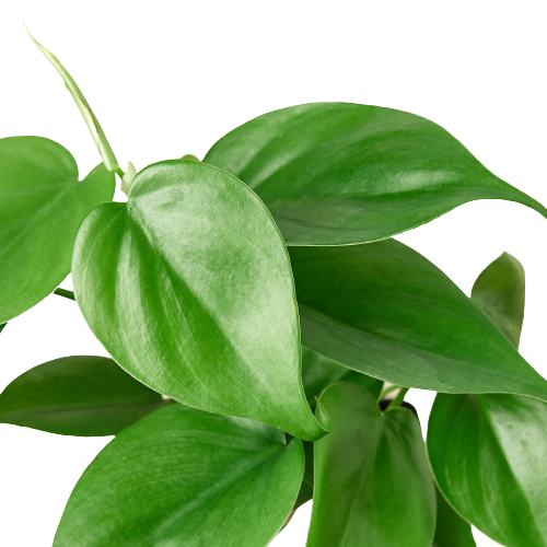 Philodendron Cordatum ‘Heartleaf’ – Classic Trailing Indoor Plant