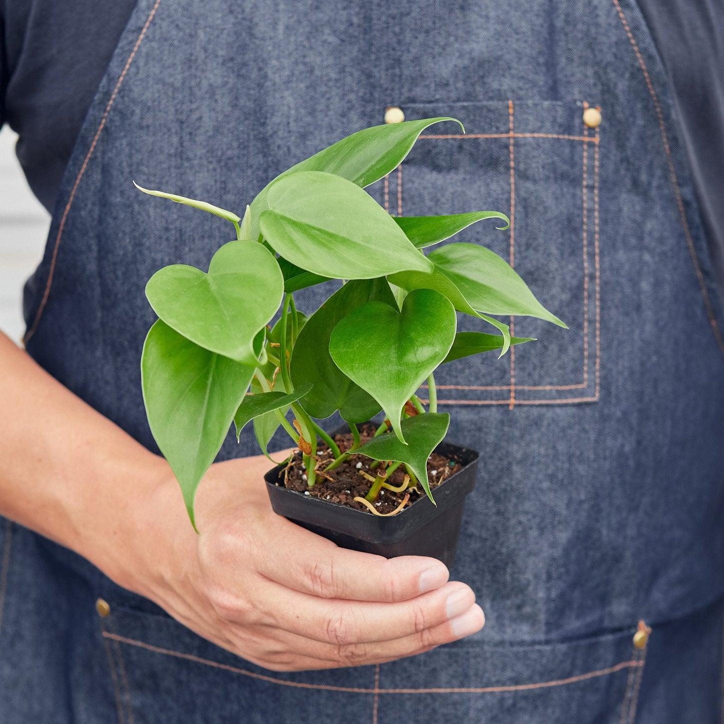 Philodendron Cordatum ‘Heartleaf’ – Classic Trailing Indoor Plant