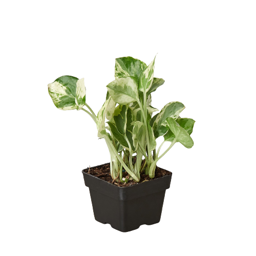 Pothos ‘N’Joy’ – Variegated Low-Maintenance Trailing Indoor Plant