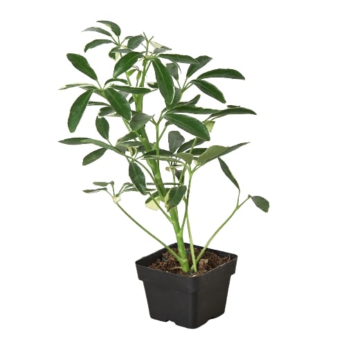 Schefflera ‘Moonlight Umbrella Plant’ – Hardy Decorative Indoor Plant
