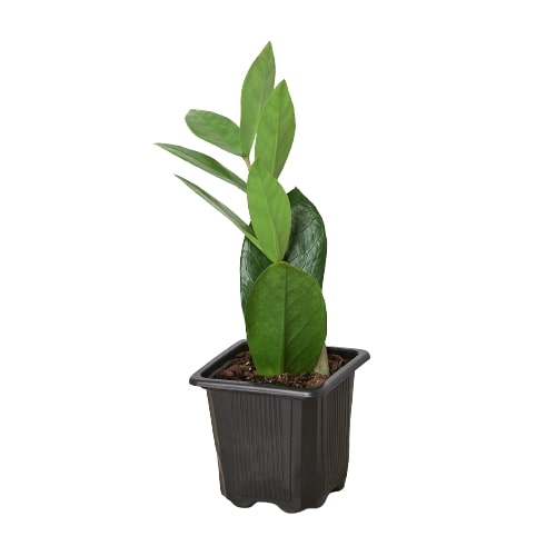 ZZ Plant (Zamioculcas Zamiifolia) – Hardy Low-Light Indoor Houseplant