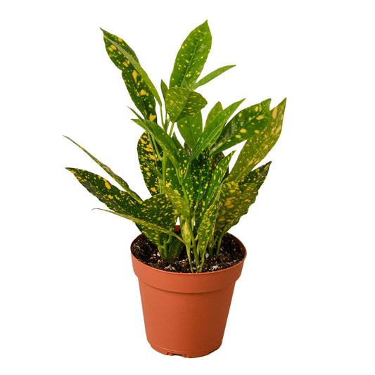 Croton 'Gold Dust' - 4" Pot - Plant with color