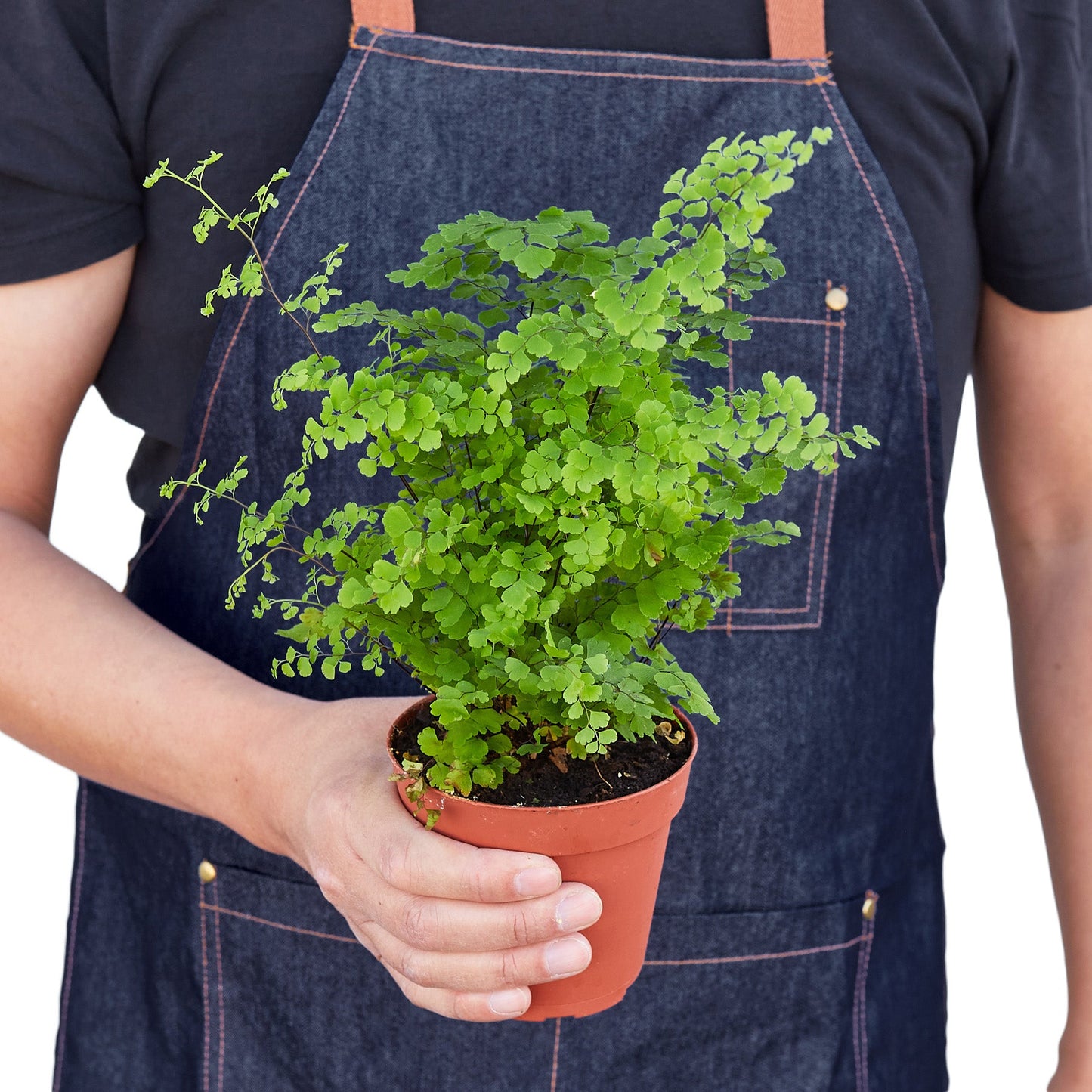 Maidenhair Fern – Delicate Air-Purifying Indoor Fern