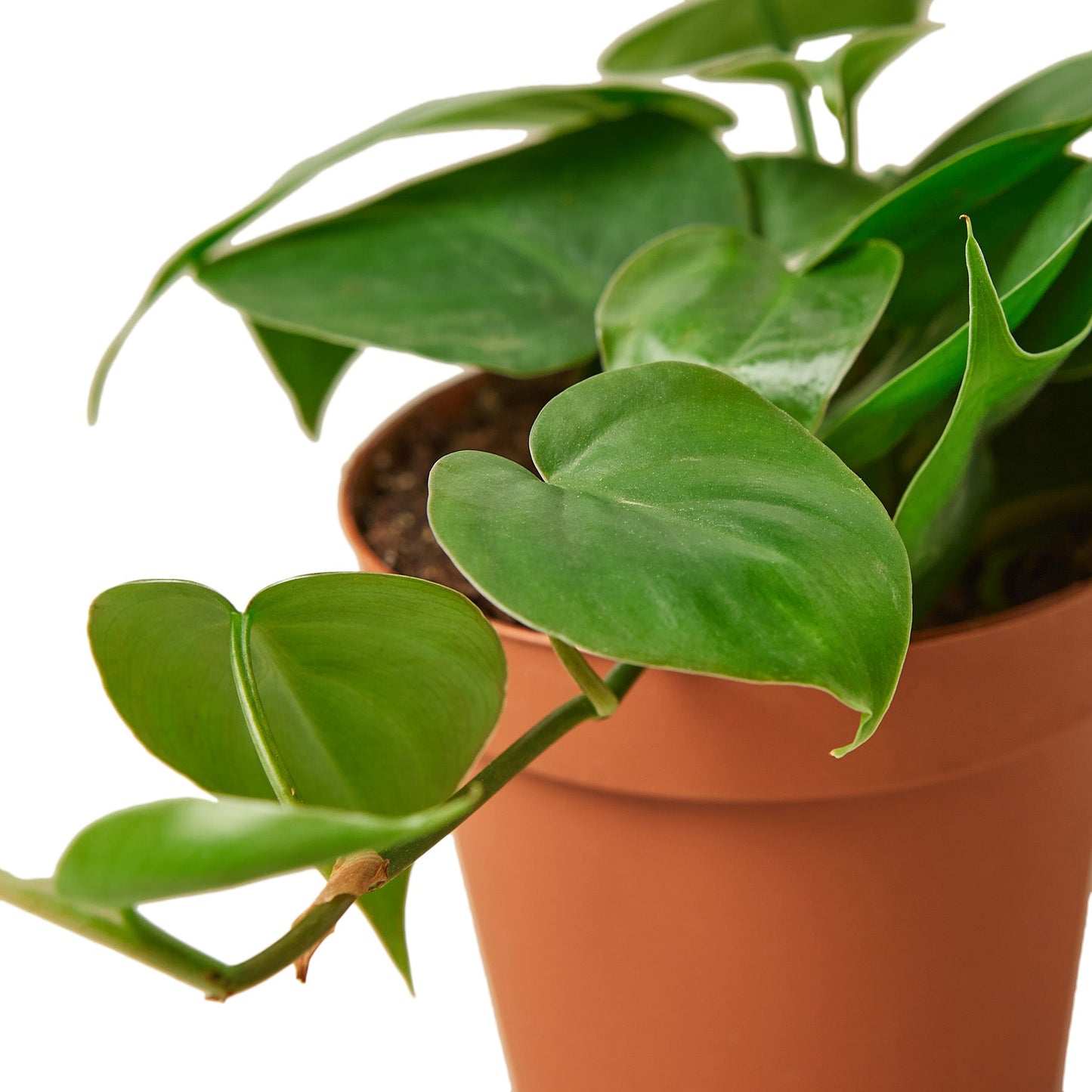 Philodendron Cordatum ‘Heartleaf’ – Classic Trailing Indoor Plant