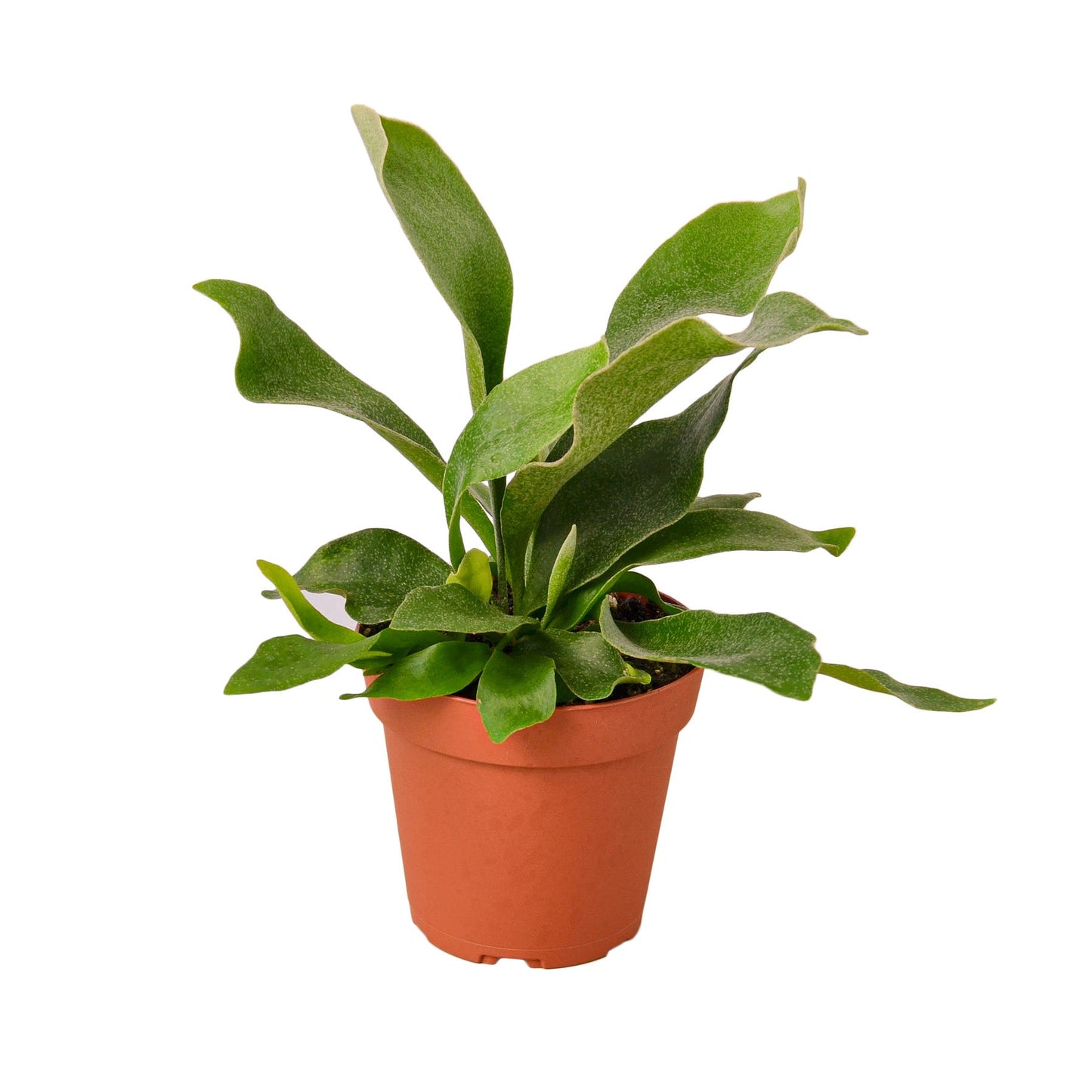 Staghorn Fern – Unique Mounted Decorative Indoor Plant