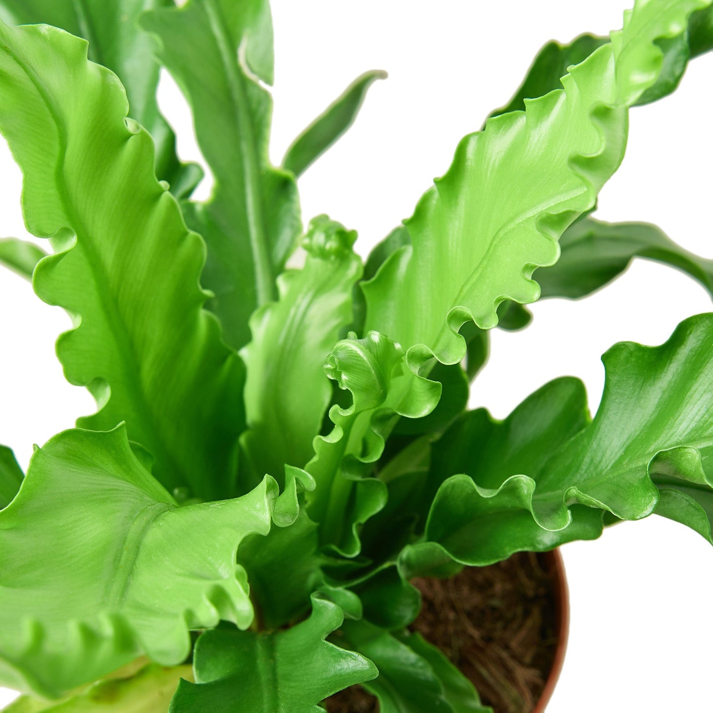 Tropical Asplenium Antiquum