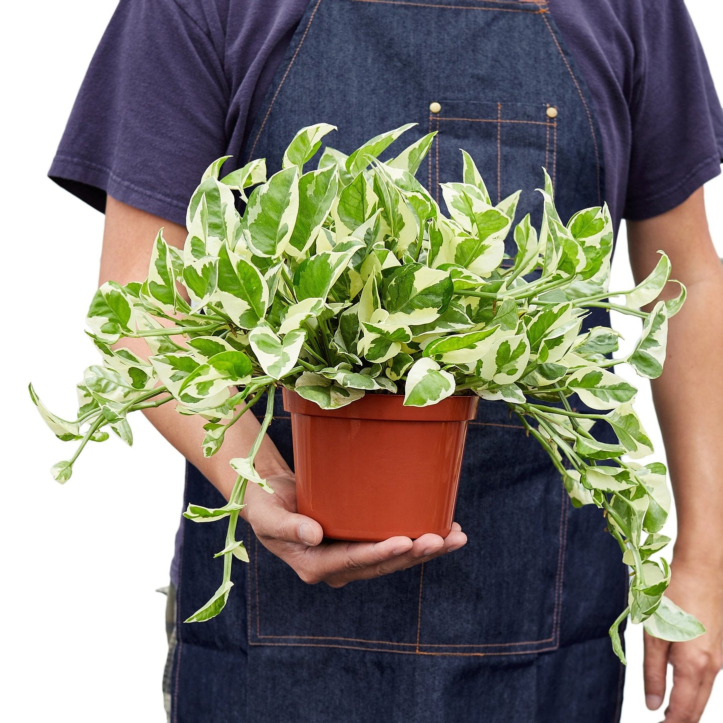 Pothos ‘N’Joy’ – Variegated Low-Maintenance Trailing Indoor Plant