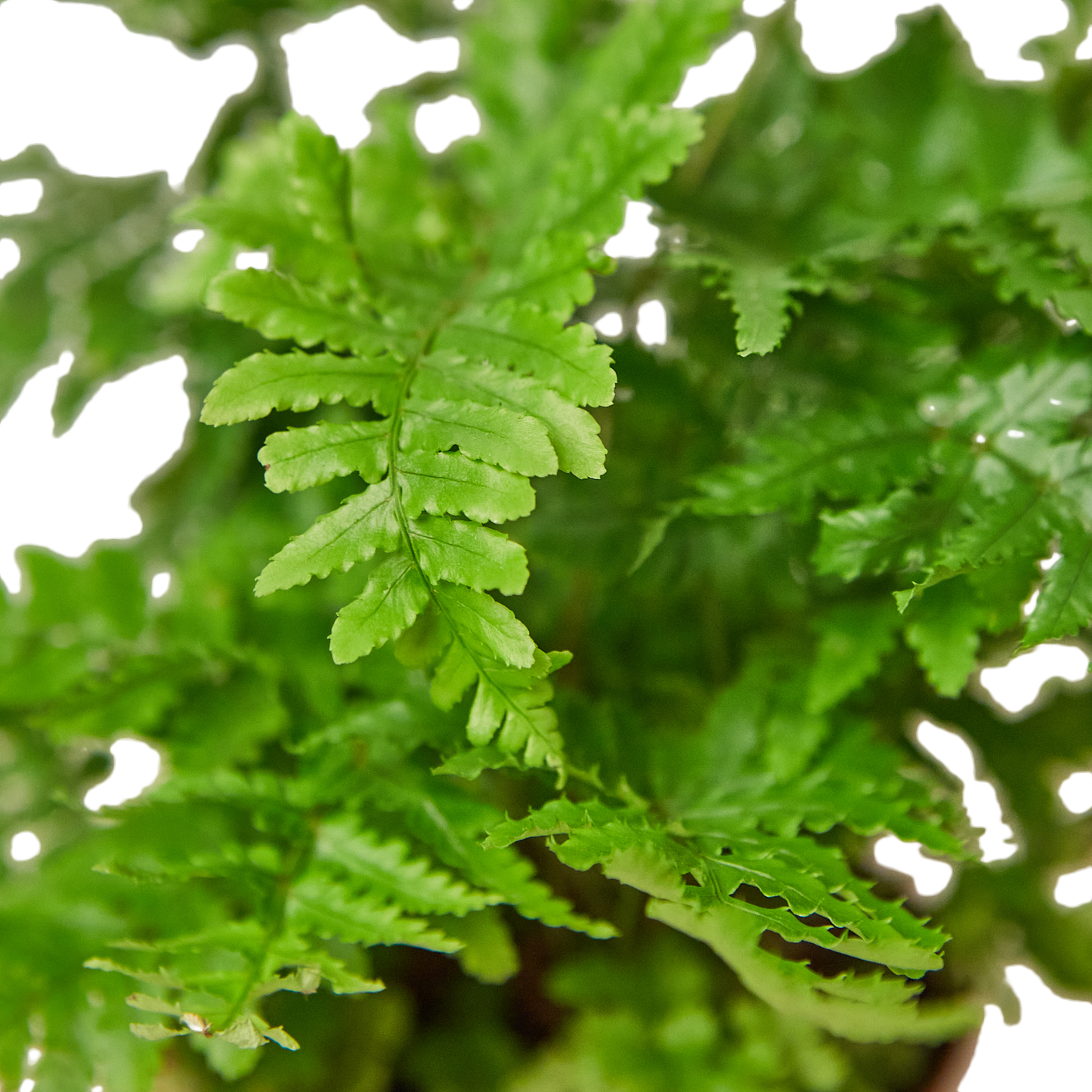 Copper Shield Fern
