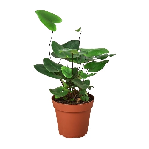 Fern ‘Heart’ – Compact Beginner-Friendly Indoor Plant