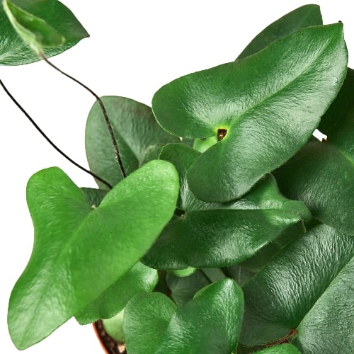 Fern ‘Heart’ – Compact Beginner-Friendly Indoor Plant