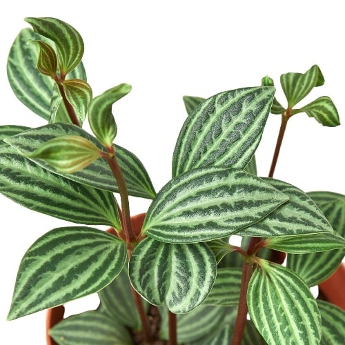 Peperomia 'Paralela' - Olla de 4"