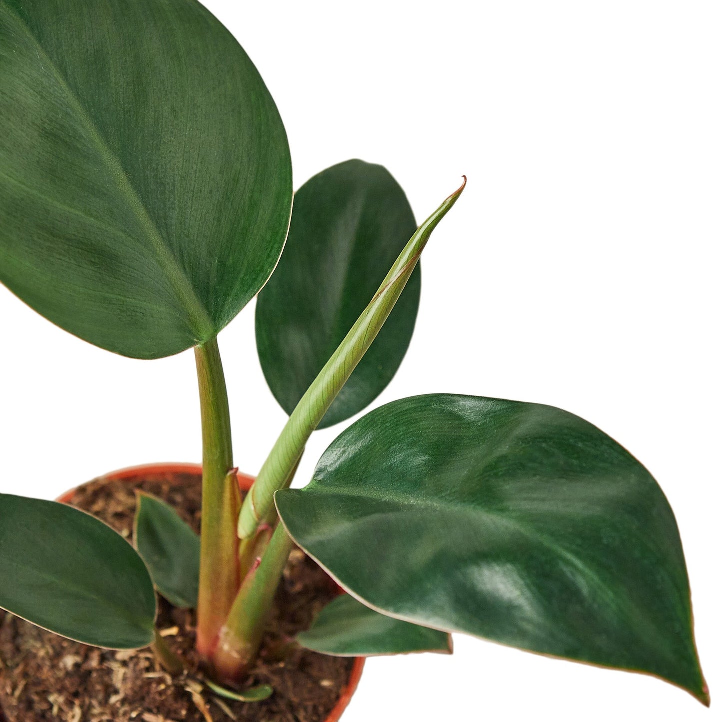 Philodendron ‘Congo Rojo’ – Exotic Tropical Indoor Houseplant