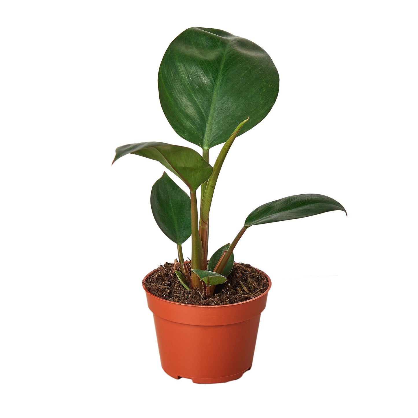 Philodendron ‘Congo Rojo’ – Exotic Tropical Indoor Houseplant
