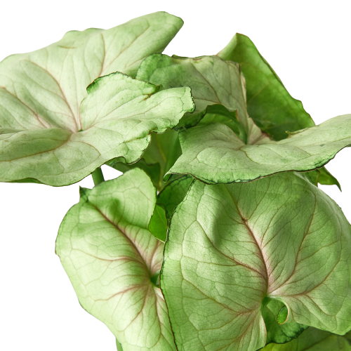 Syngonium Roxanna - Maceta de 4"