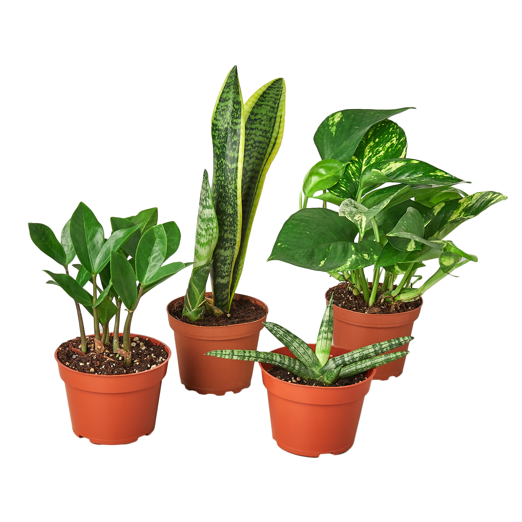 Easy Care Houseplants