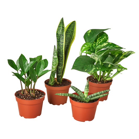 Beginner's Houseplant Bundle- Easy Plants - 3 Pack + FREE E-Book Guides