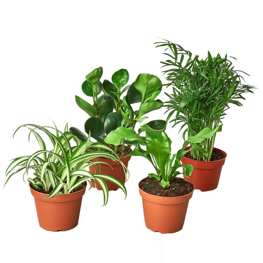 Pet-Friendly Houseplant Trio Bundle  - Non-Toxic- 3 Houseplants - Indoor
