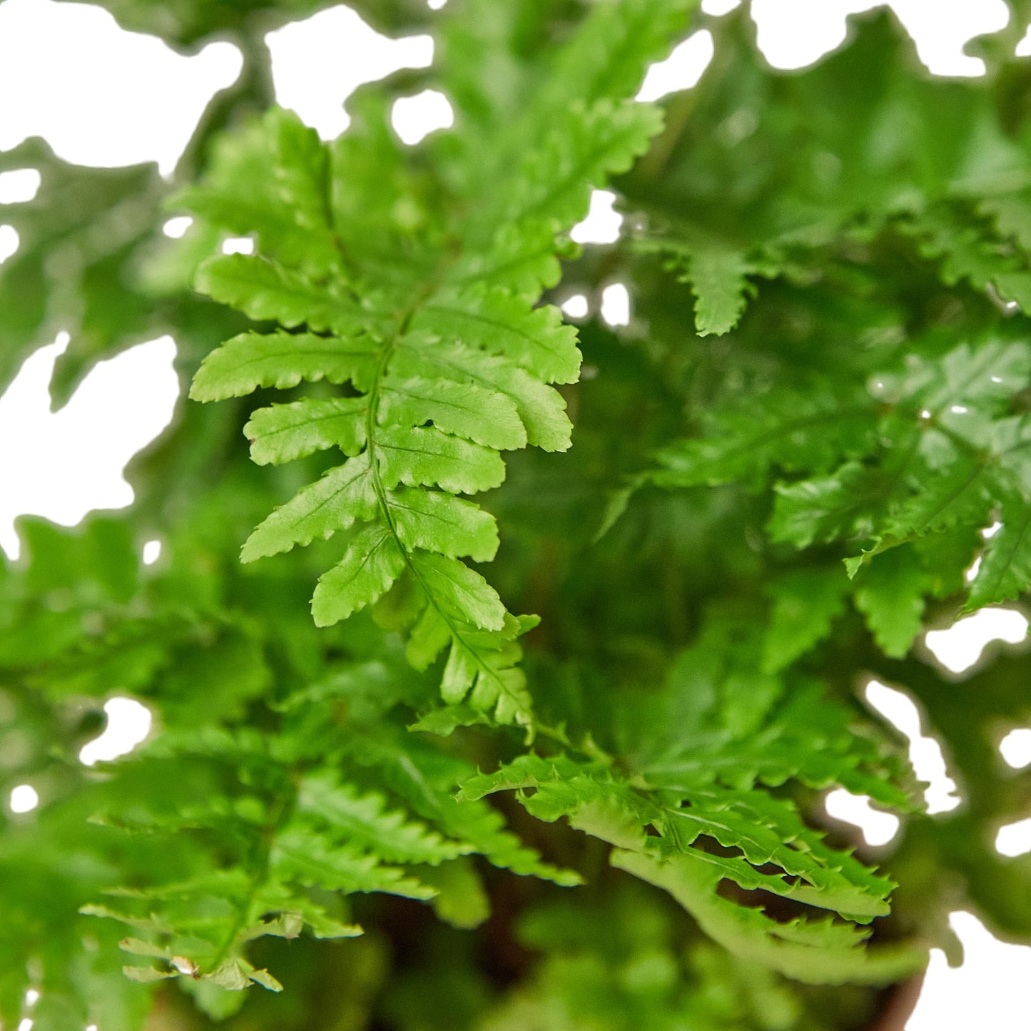Copper Shield Fern