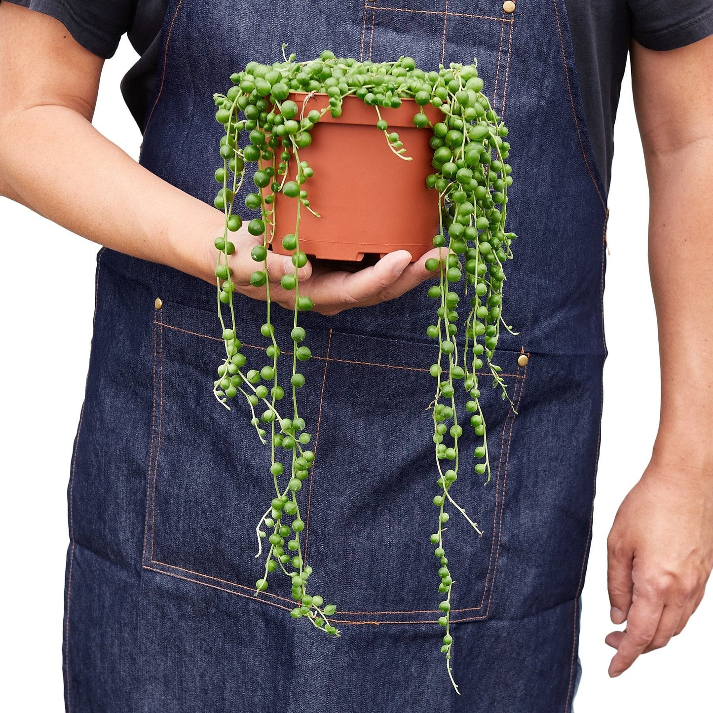 Succulent ‘String of Pearls’ – Rare Hanging Succulent Indoor Plant