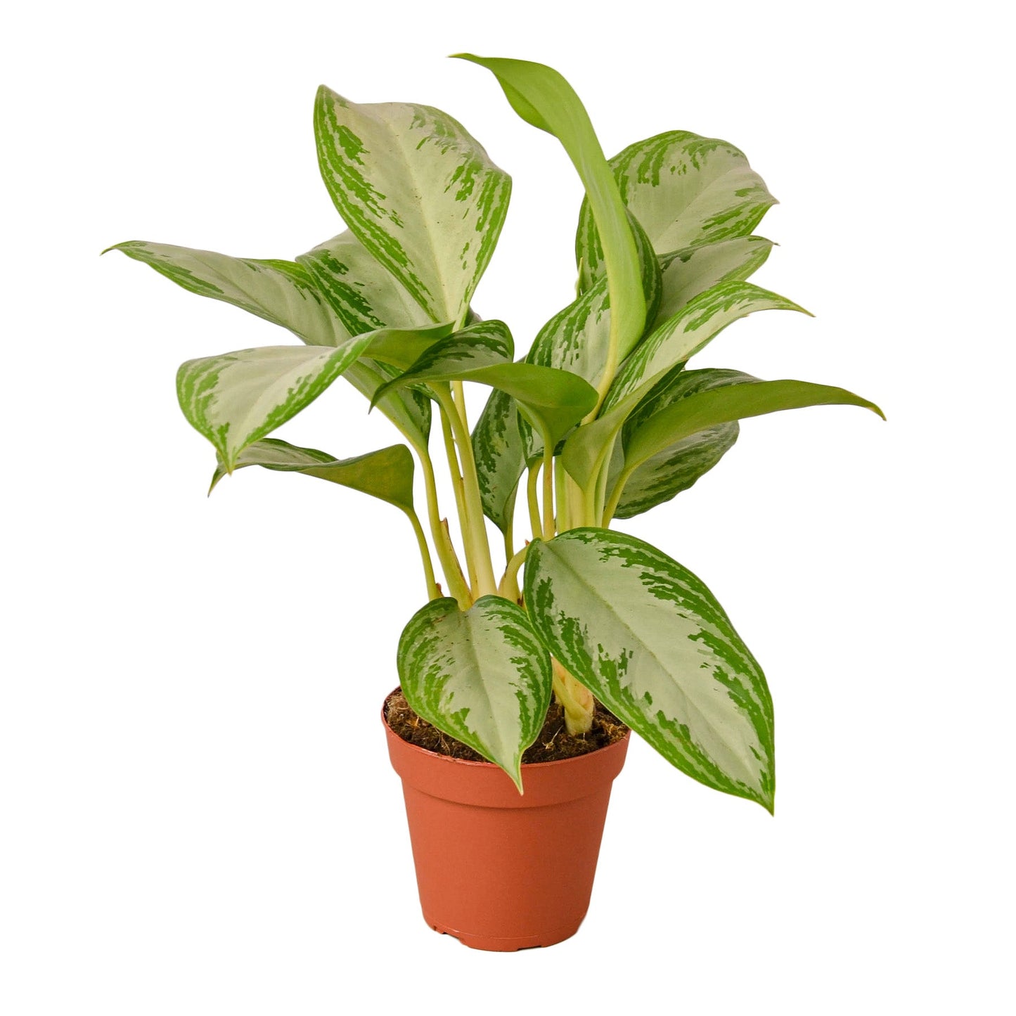 Chinese Evergreen ‘Silver Bay’ – Decorative Air-Purifying Indoor Plant