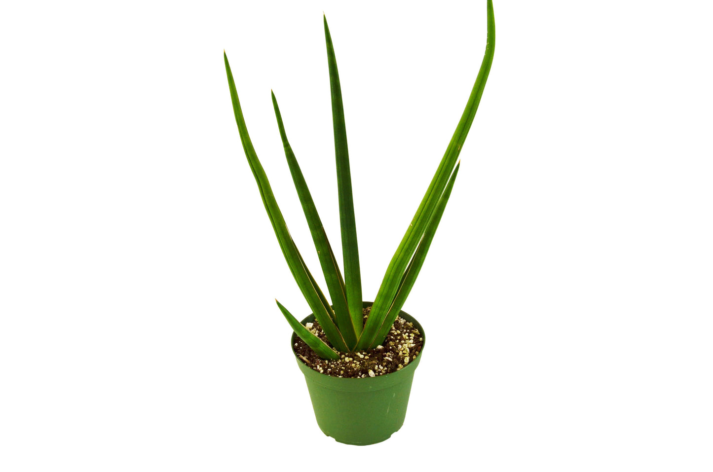 Snake Plant ‘Cylindrica’ – Sculptural Air-Purifying Indoor Plant