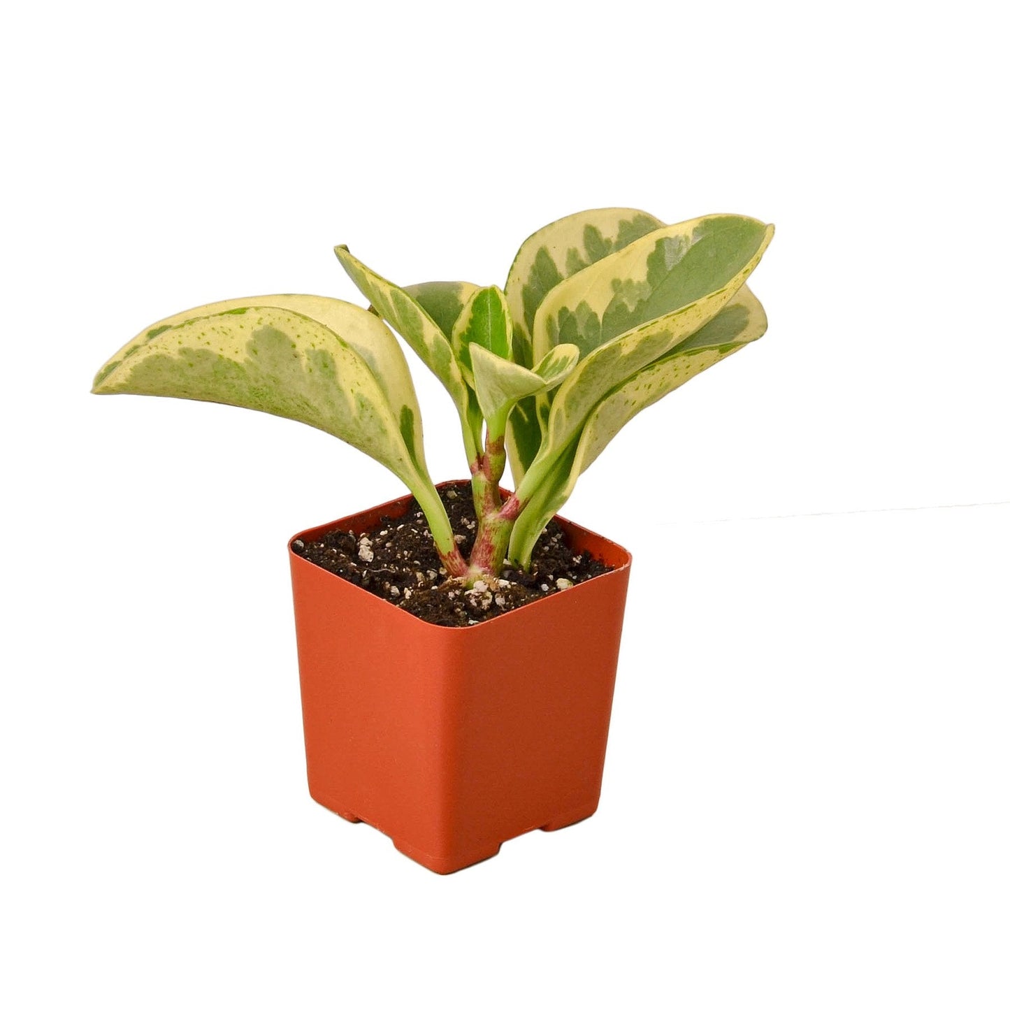 Peperomia ‘Marble’ – Compact Beginner-Friendly Indoor Plant