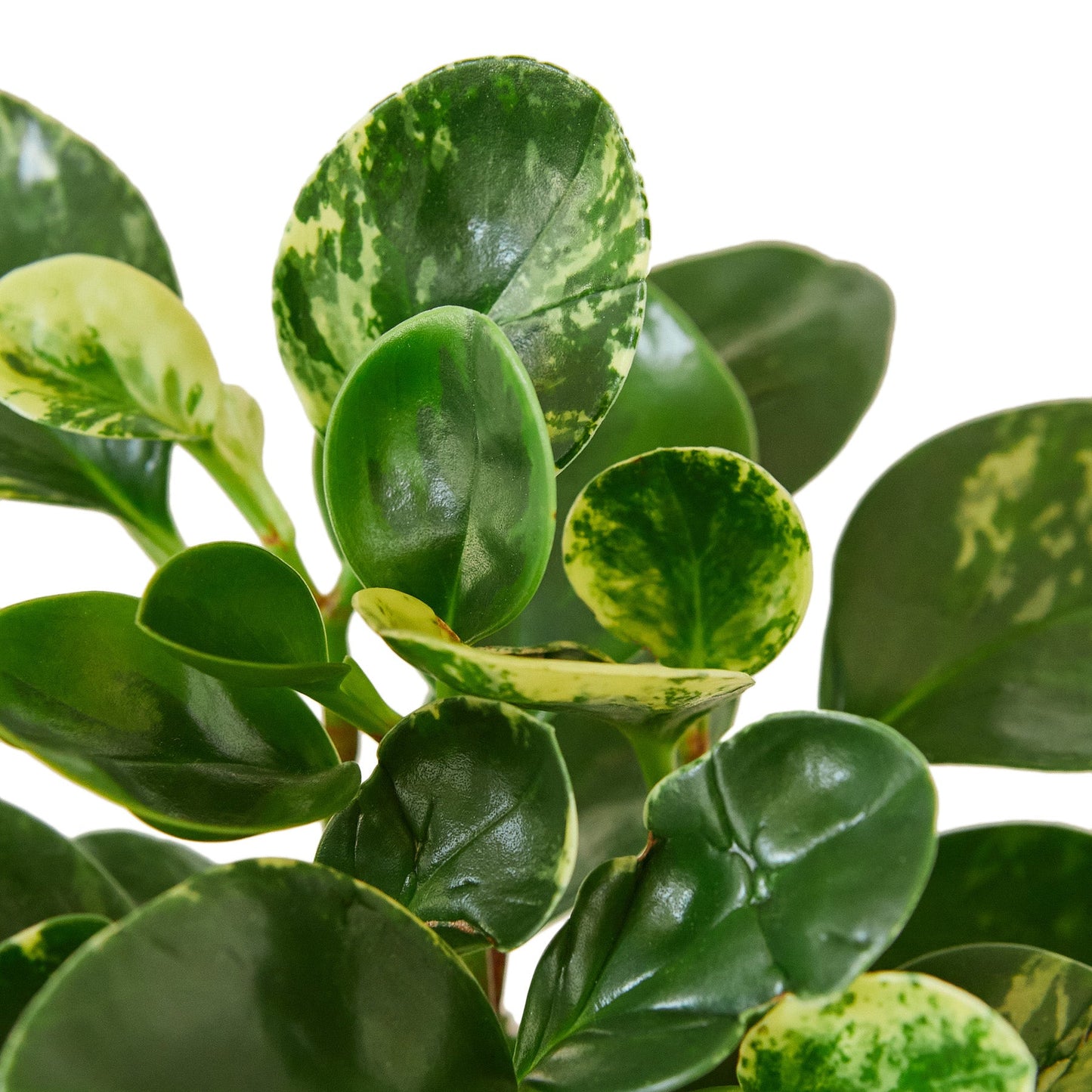 Peperomia ‘Marble’ – Compact Beginner-Friendly Indoor Plant