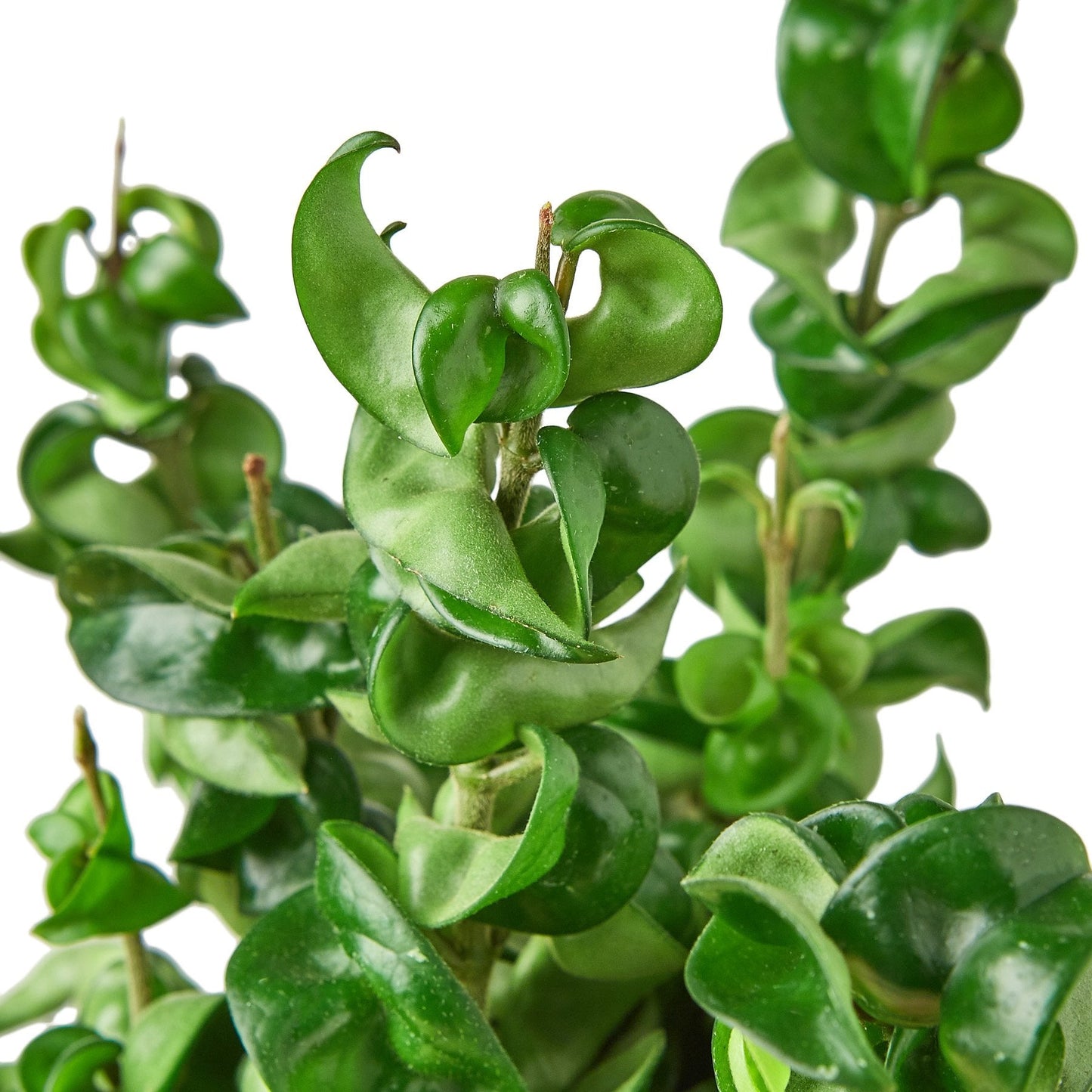 Hoya Rope Plant – Trailing Wax Plant Indoor Houseplant