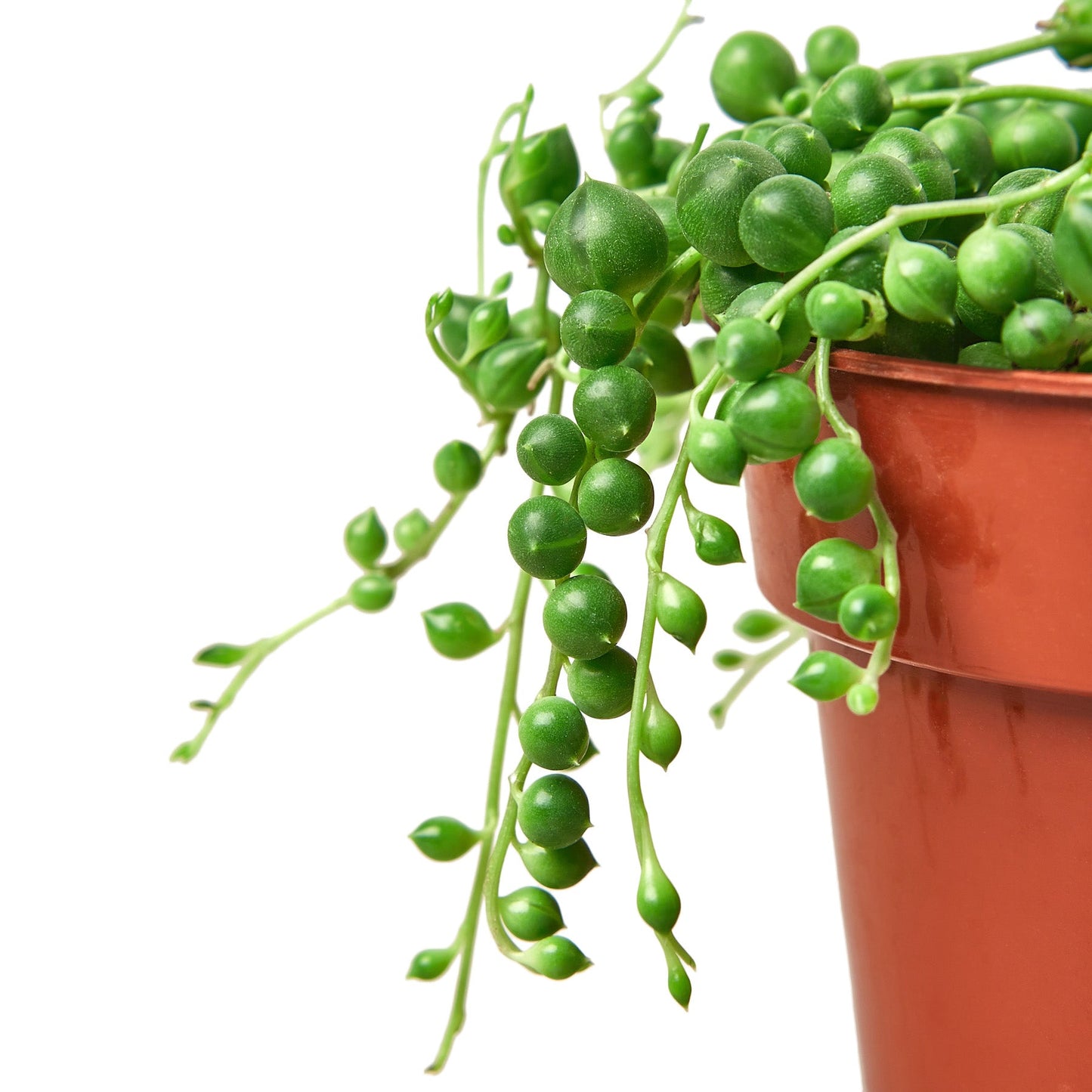 Succulent ‘String of Pearls’ – Rare Hanging Succulent Indoor Plant