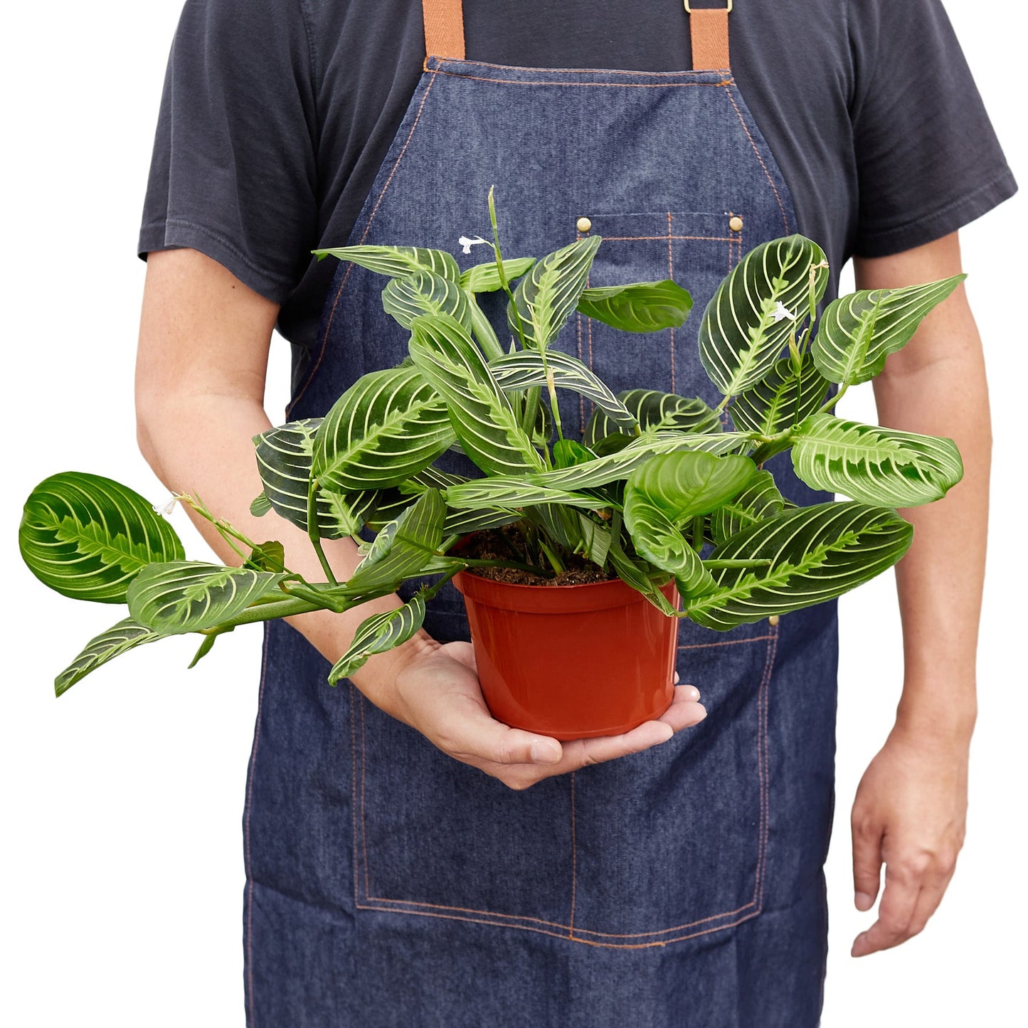 Maranta ‘Lemon Lime’ – Bright Prayer Plant Indoor Houseplant