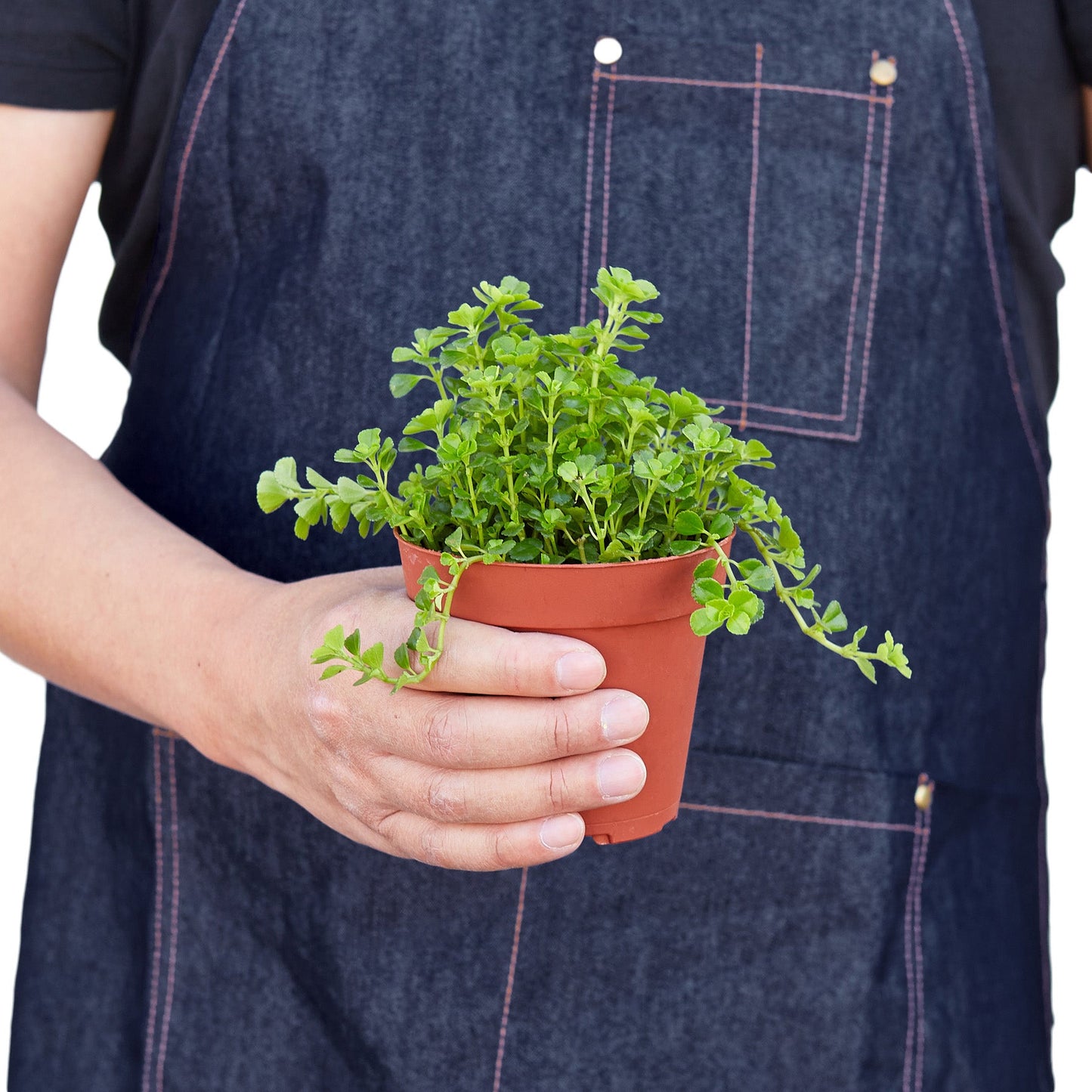 Nettle ‘Baby’s Tear’ – Dense Trailing Indoor Plant